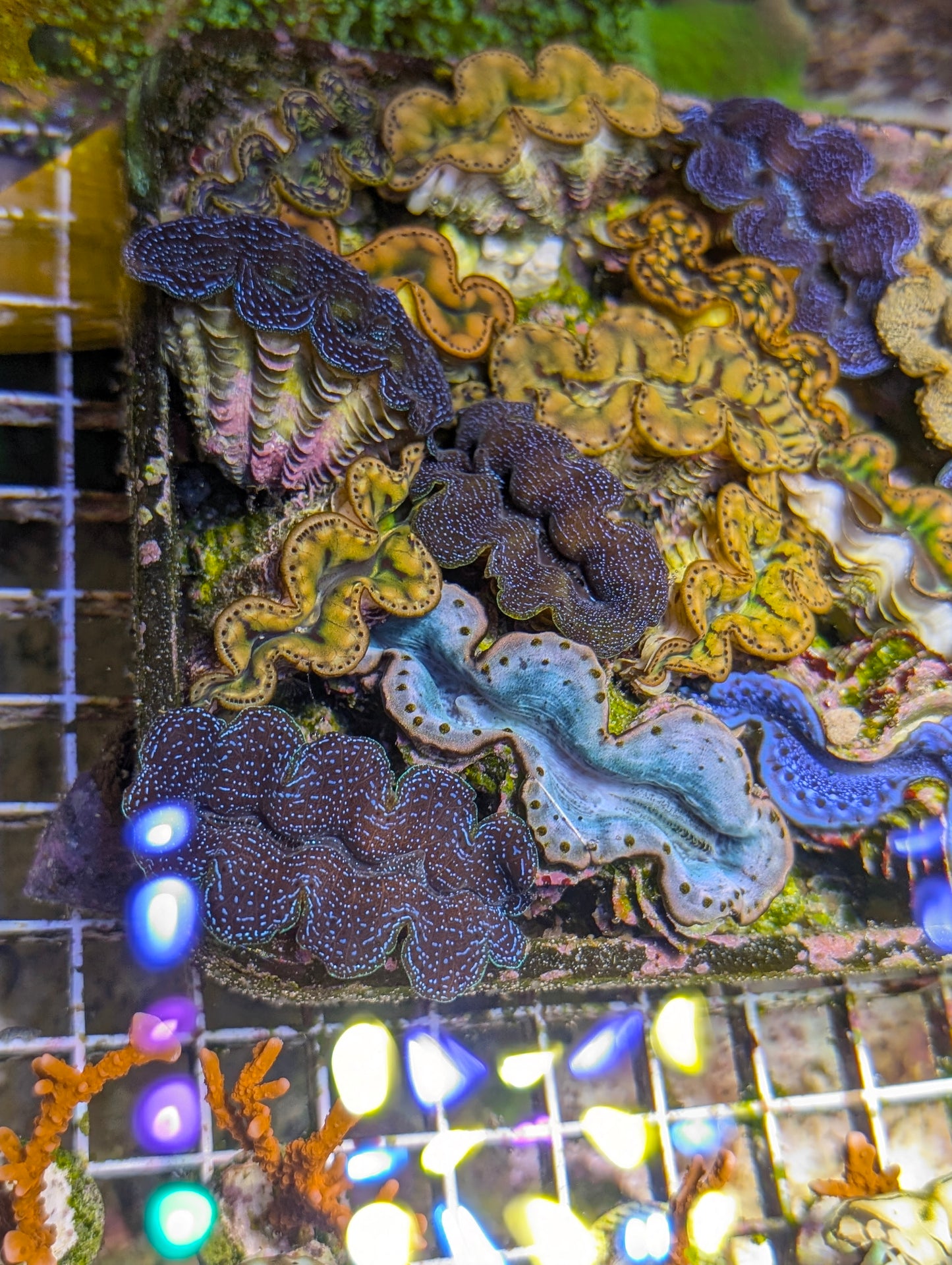 2" Captive Bred Maxima Clam