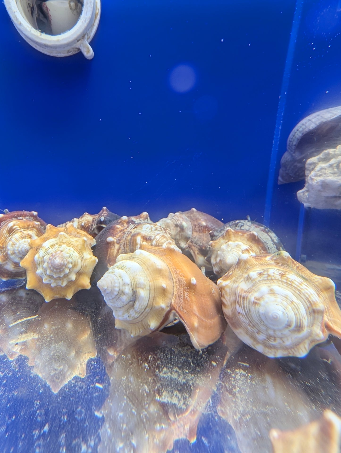 Caribbean Fighting Conch