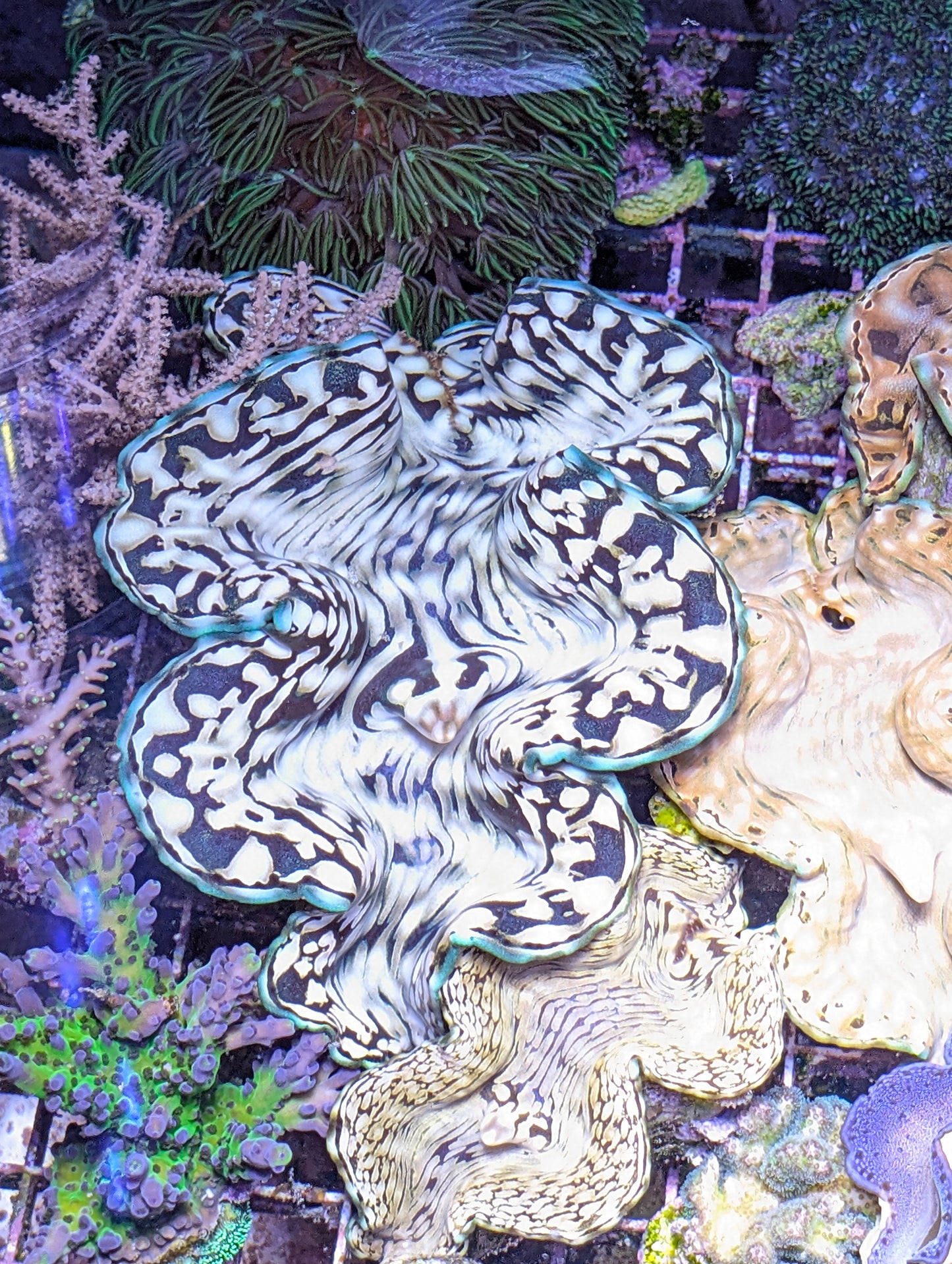 6" Captive Bred Squamosa Clam