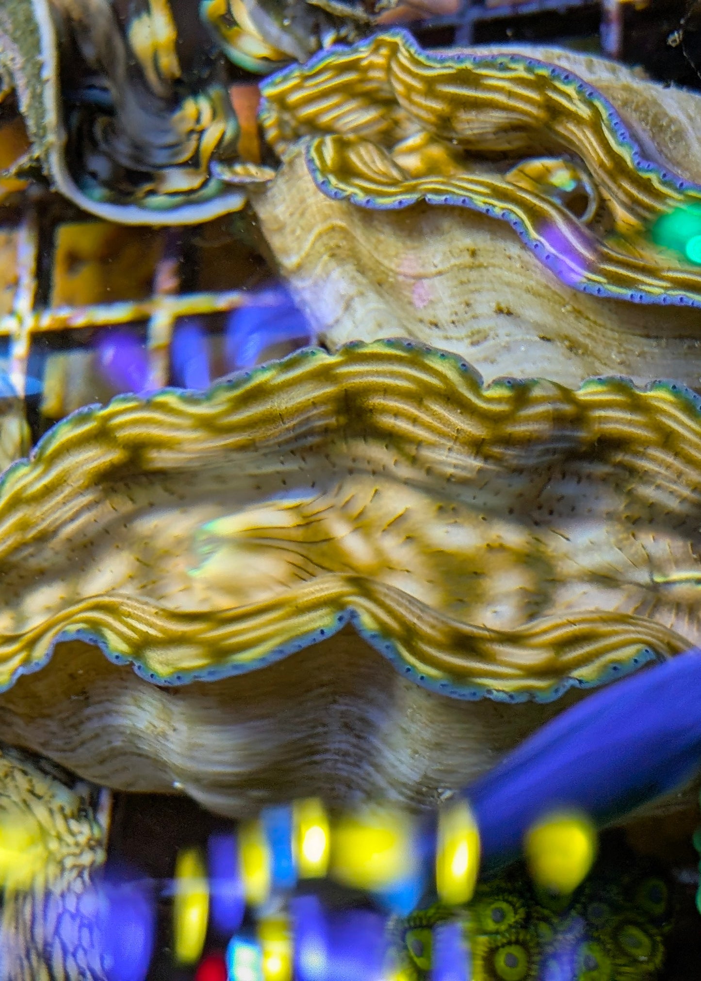 4-5" Captive Bred Derasa Clam