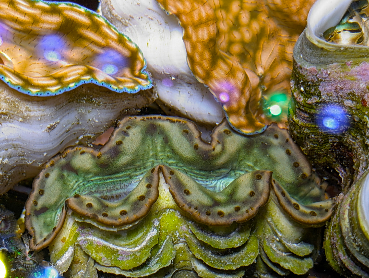 2.5-3" Captive Bred Maxima Clam