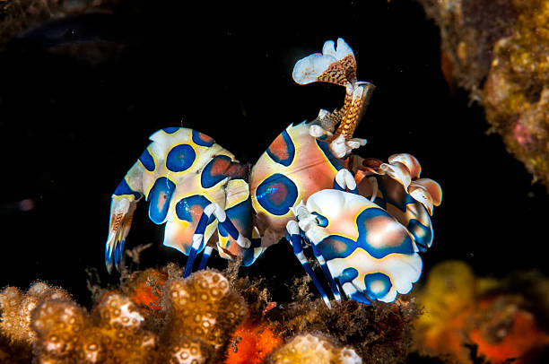 MATED PAIR Harlequin Shrimp
