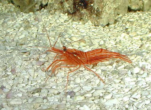 Caribbean Peppermint Shrimp