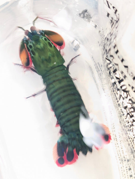 Emerald Green Peacock Mantis Shrimp