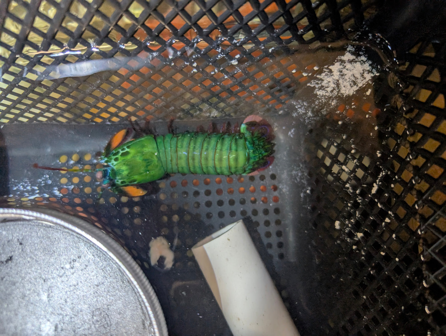 Emerald Green Peacock Mantis Shrimp