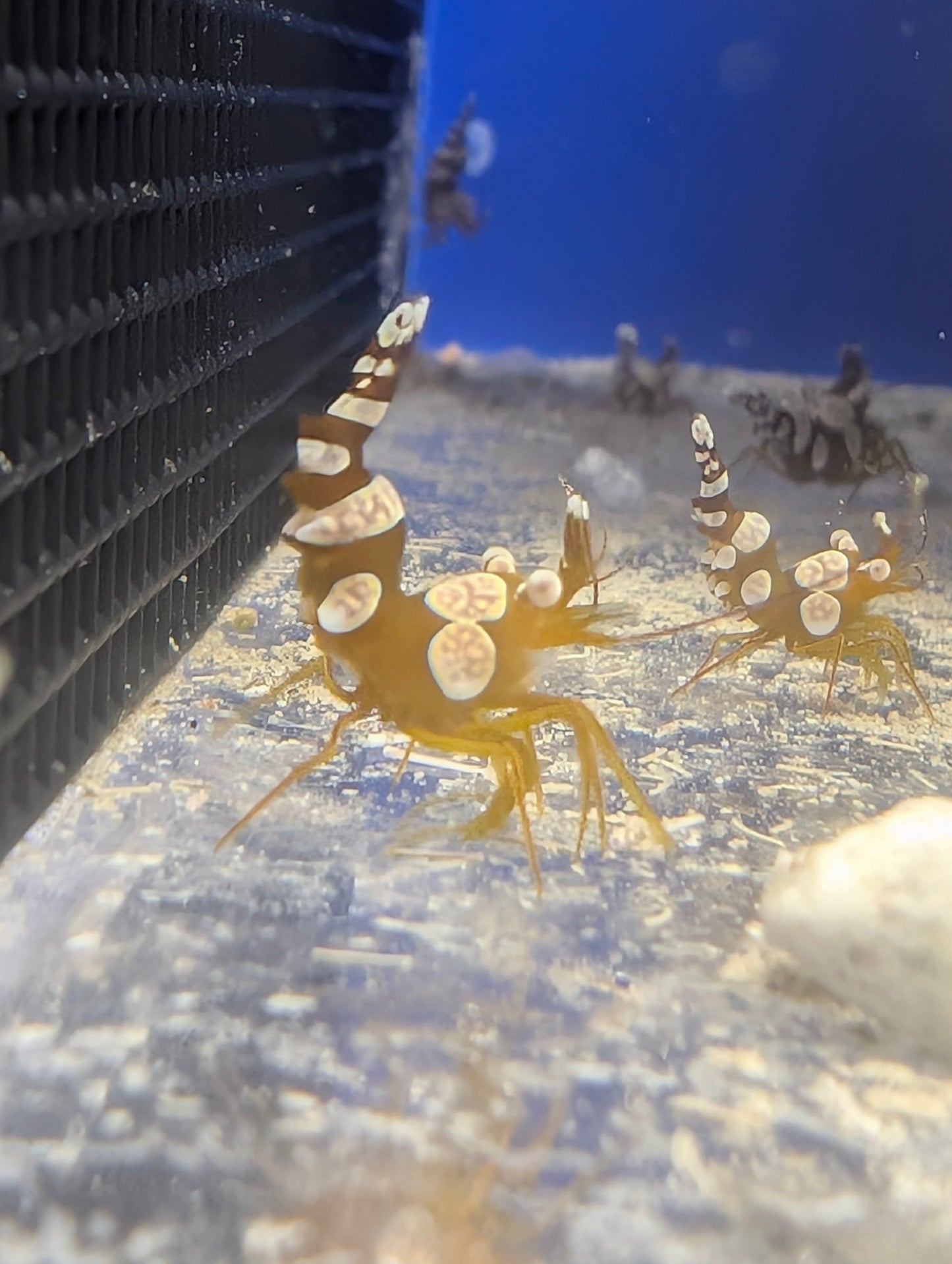 Sexy Shrimp