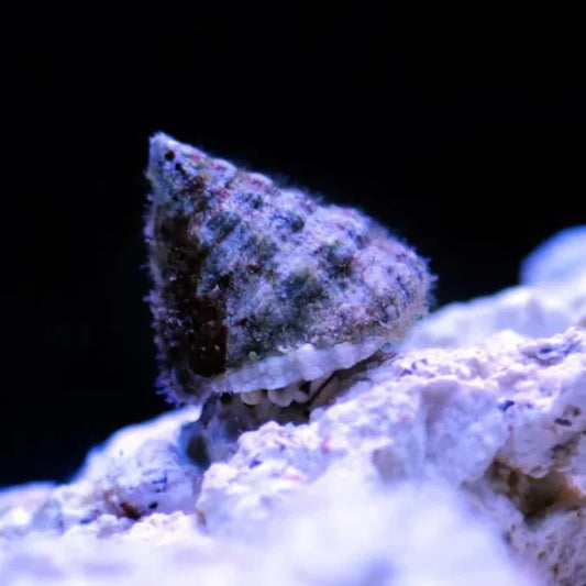 Astrea Snail